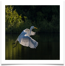 1st PLACE Great Egret in Flight - Alan Edwards